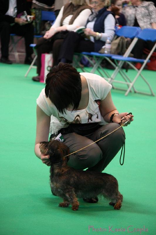 Crufts2011_2 521.jpg